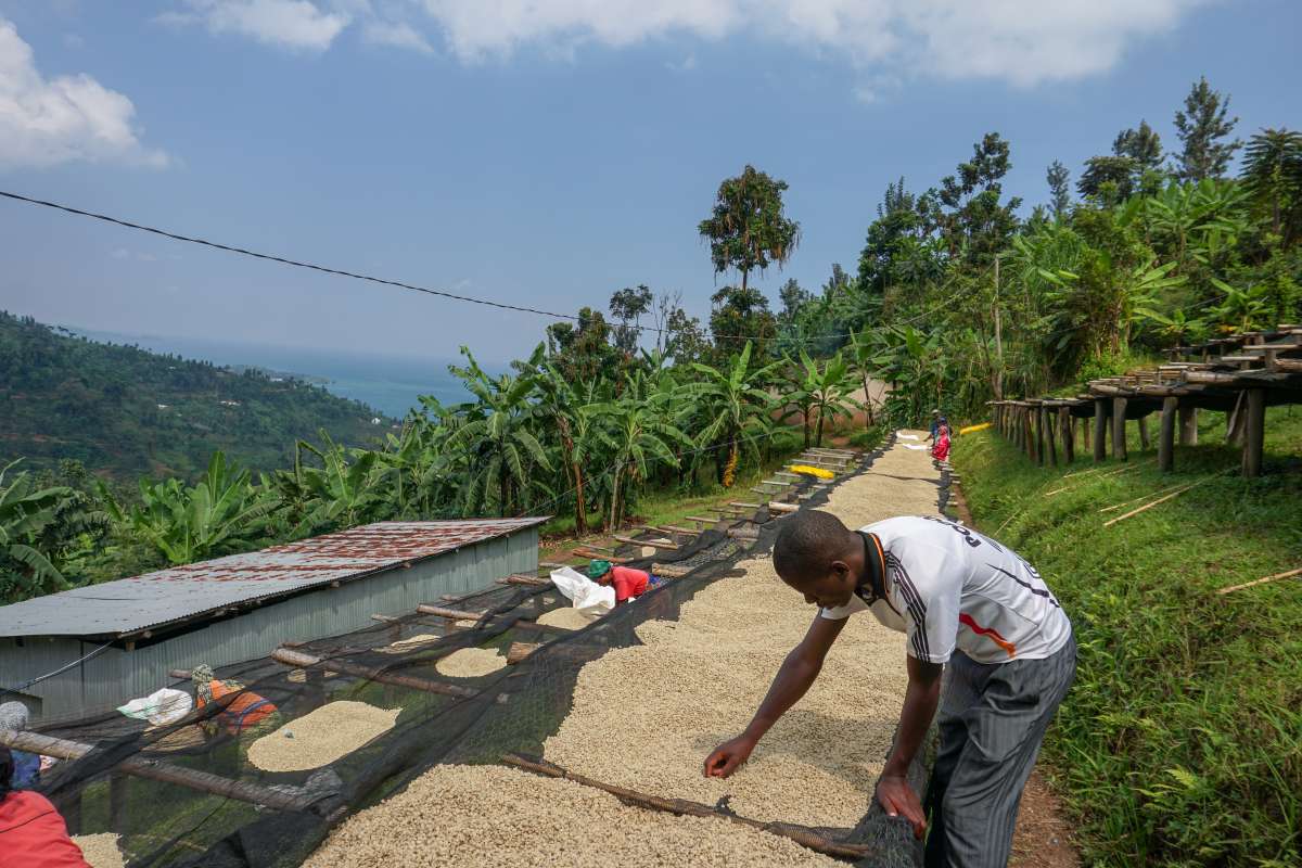cafeimportsrwanda-22