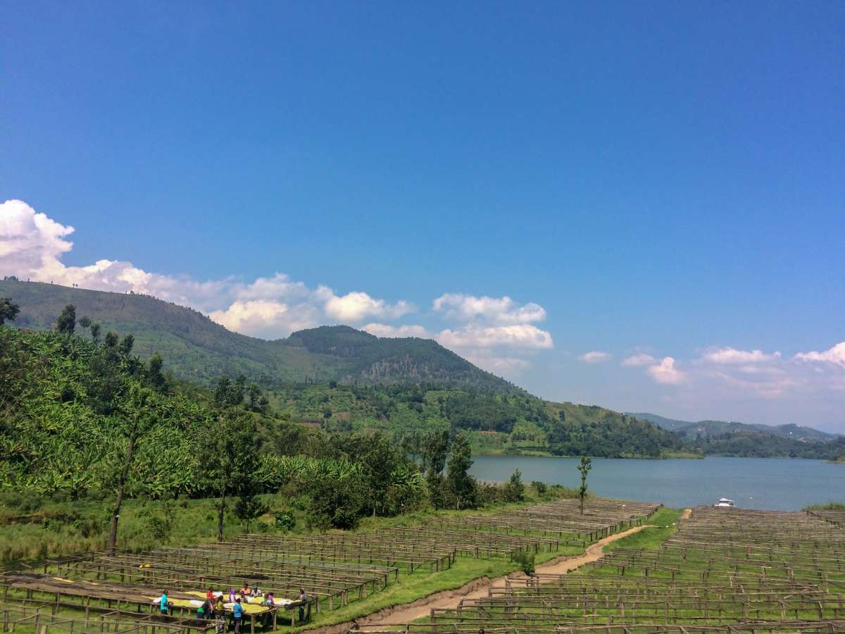 cafeimportsrwanda-28