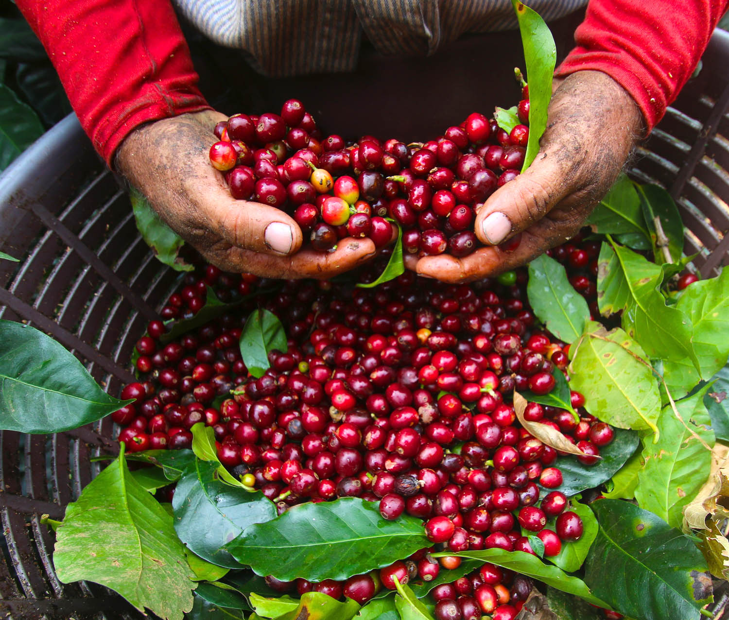 costa-rika-cherries